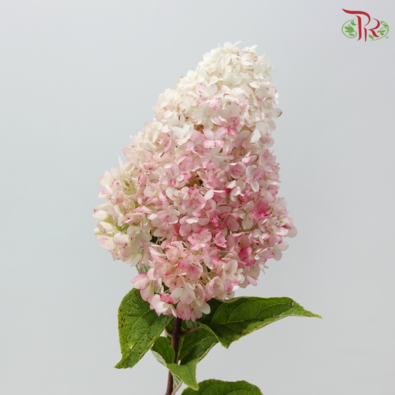Hydrangea Pagoda