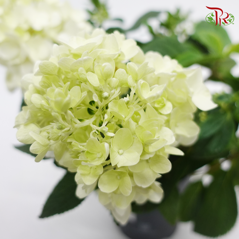 Hydrangea Paniculata-Living Little Blossom 《圓錐绣球花》 - Pudu Ria Florist