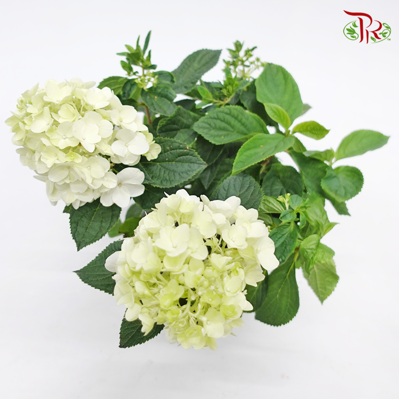 Hydrangea Paniculata-Living Little Blossom 《圓錐绣球花》 - Pudu Ria Florist