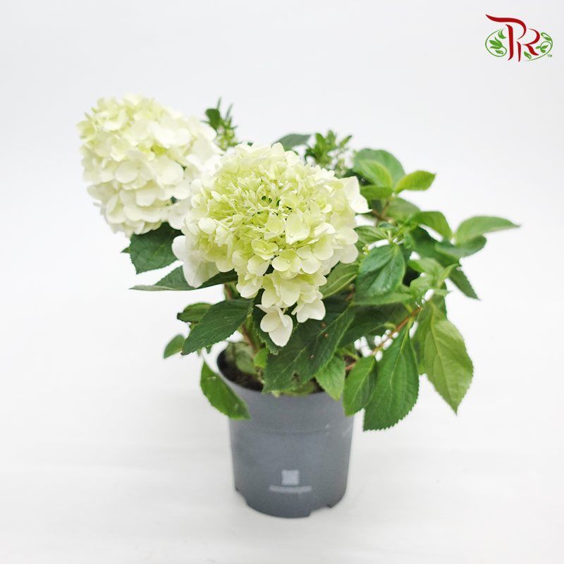 Hydrangea Paniculata-Living Little Blossom 《圓錐绣球花》 - Pudu Ria Florist