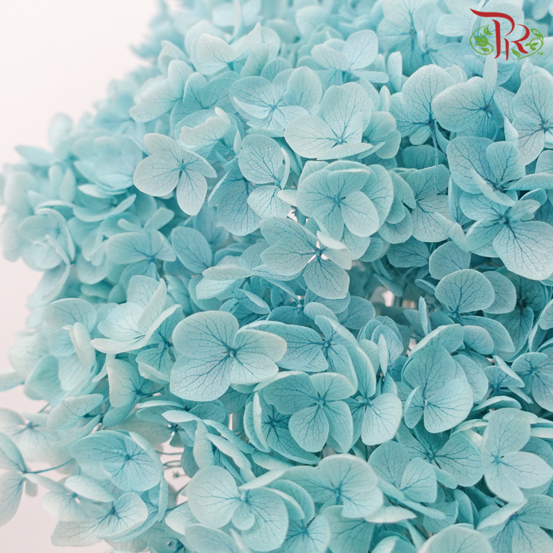 Preserved Hydrangea