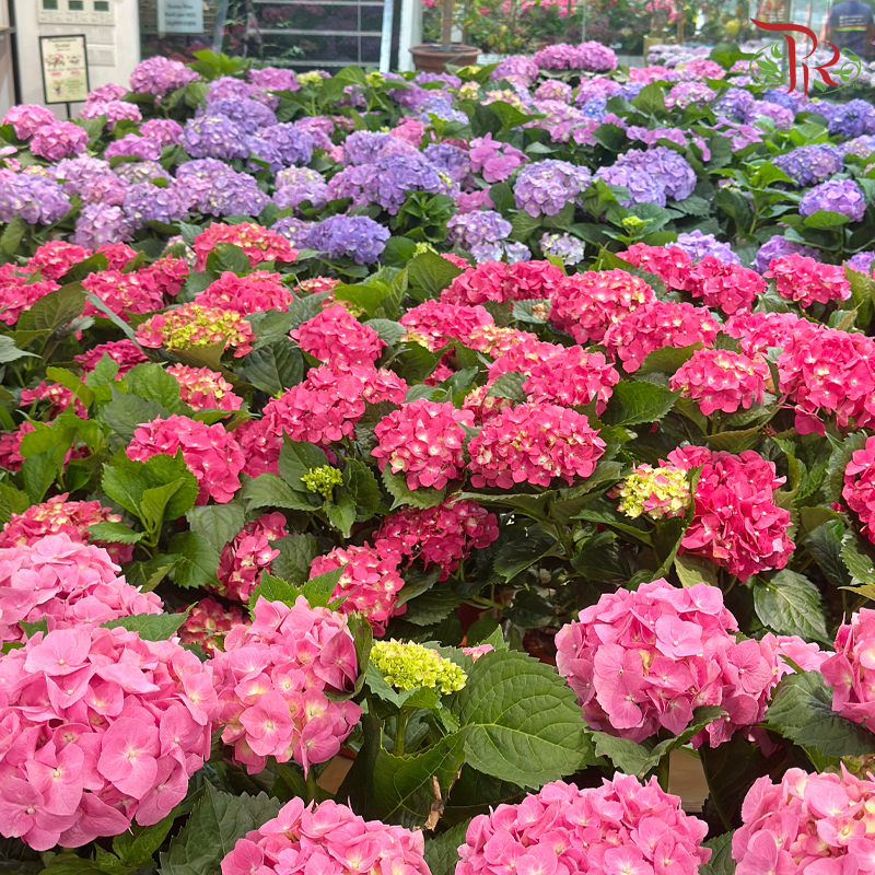 Hydrangea Potted Plant《绣球花》