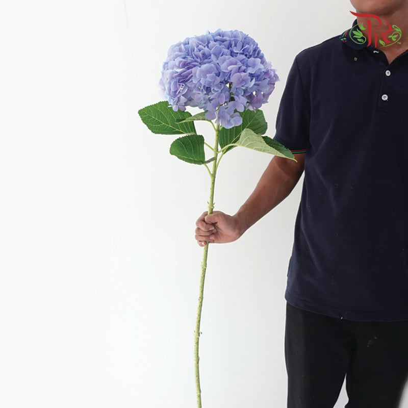 Hydrangea (Small Head)