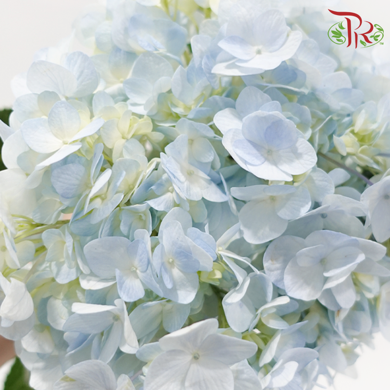 Hydrangea 《绣球花》- Capitulum Measurement 14-16cm