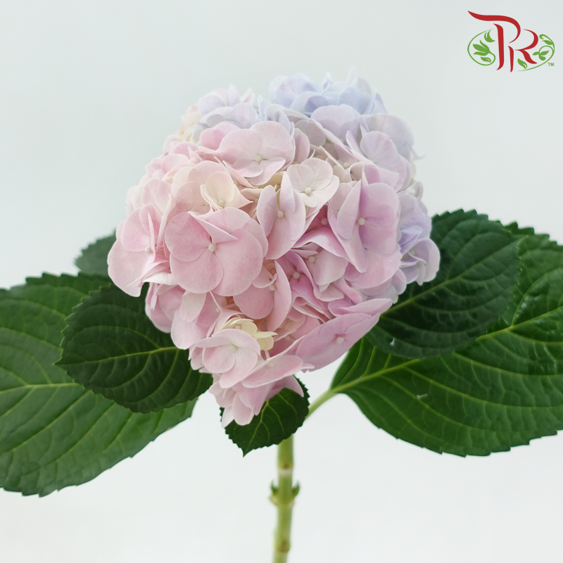 Hydrangea《绣球花》
