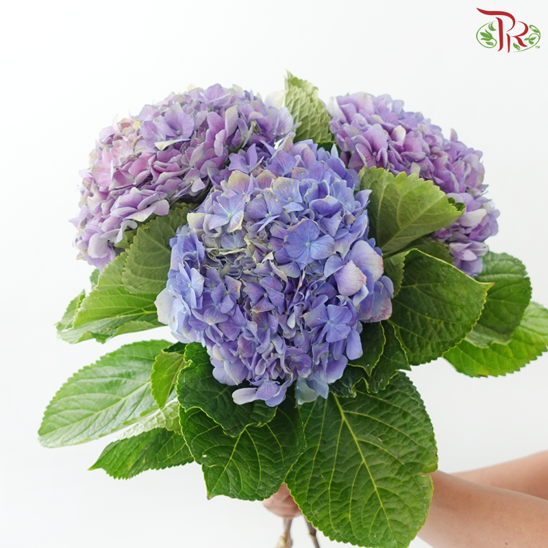 Hydrangea 《绣球花》- Capitulum Measurement 14-16cm