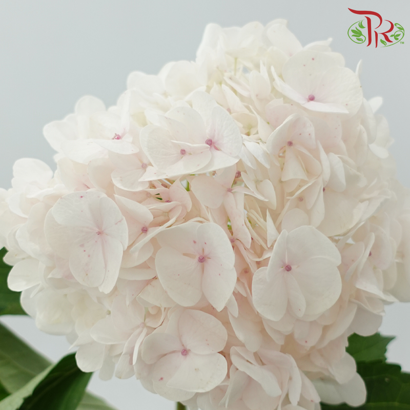 Hydrangea 《绣球花》