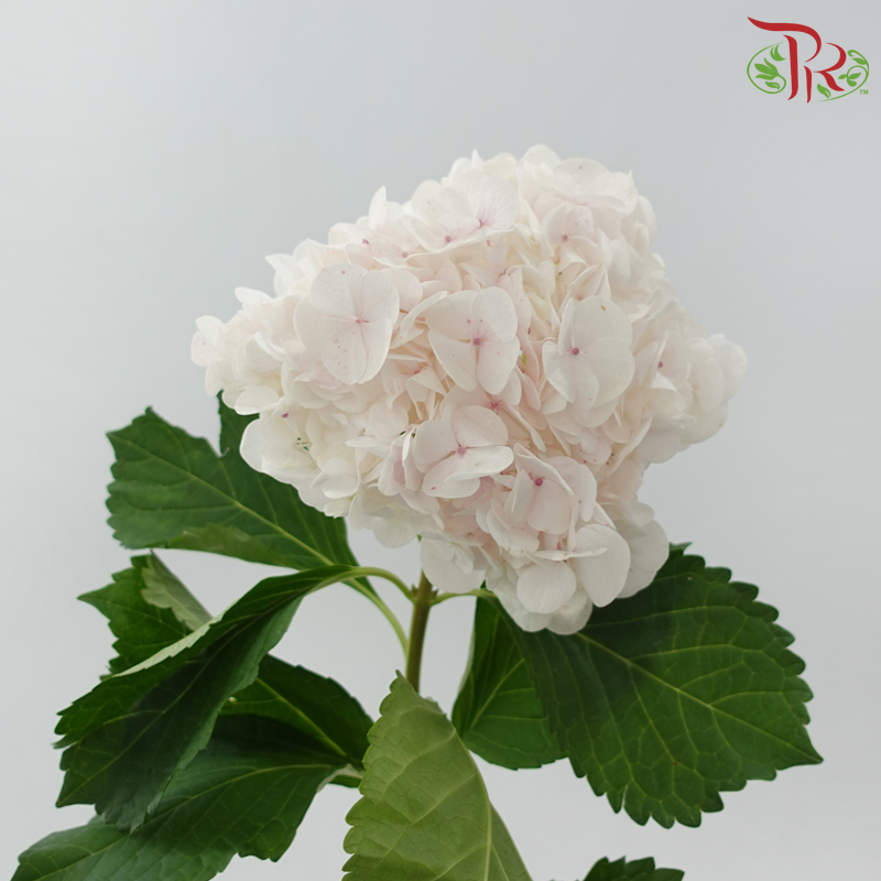 Hydrangea 《绣球花》