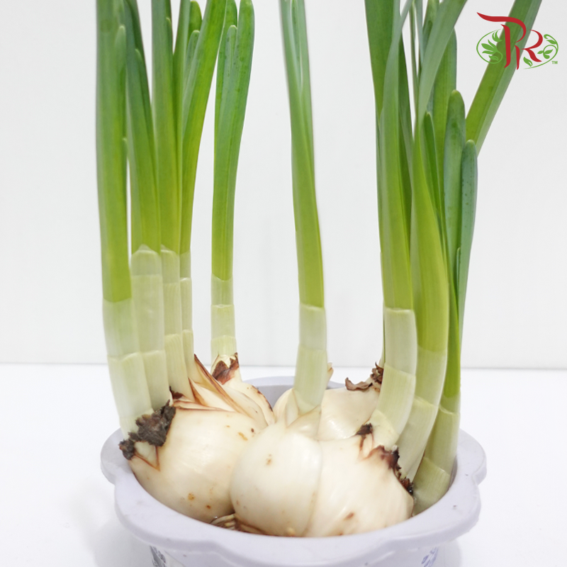 Hydroponic Narcissus 《5号泡水水仙》