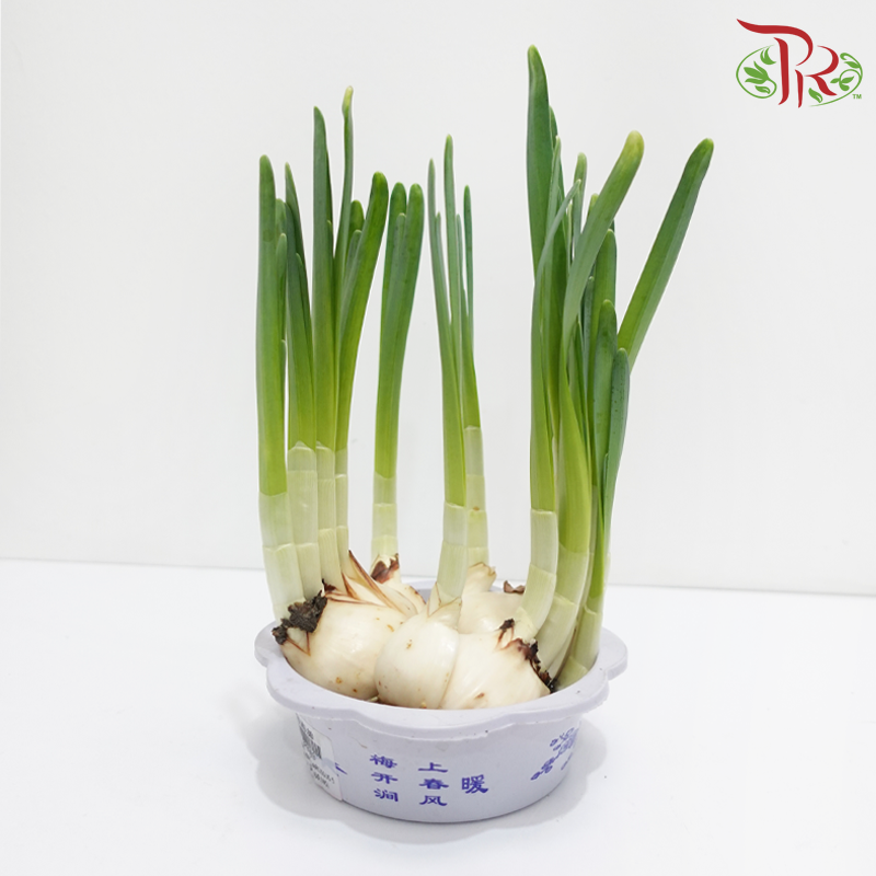 Hydroponic Narcissus 《5号泡水水仙》