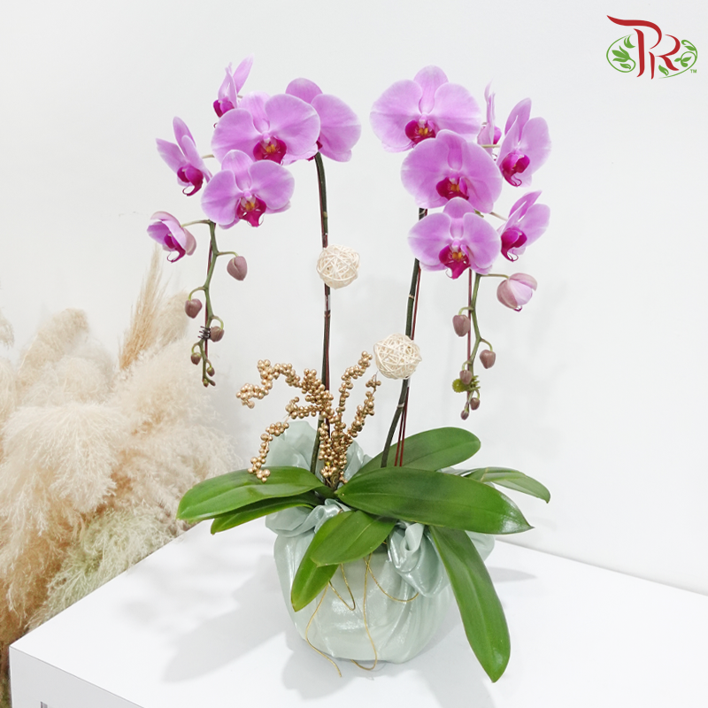 Timeless Bloom (Random Choose Orchid Color) (With Wrapping Cloth Color Options)