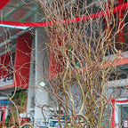 Salix《龙柳》
