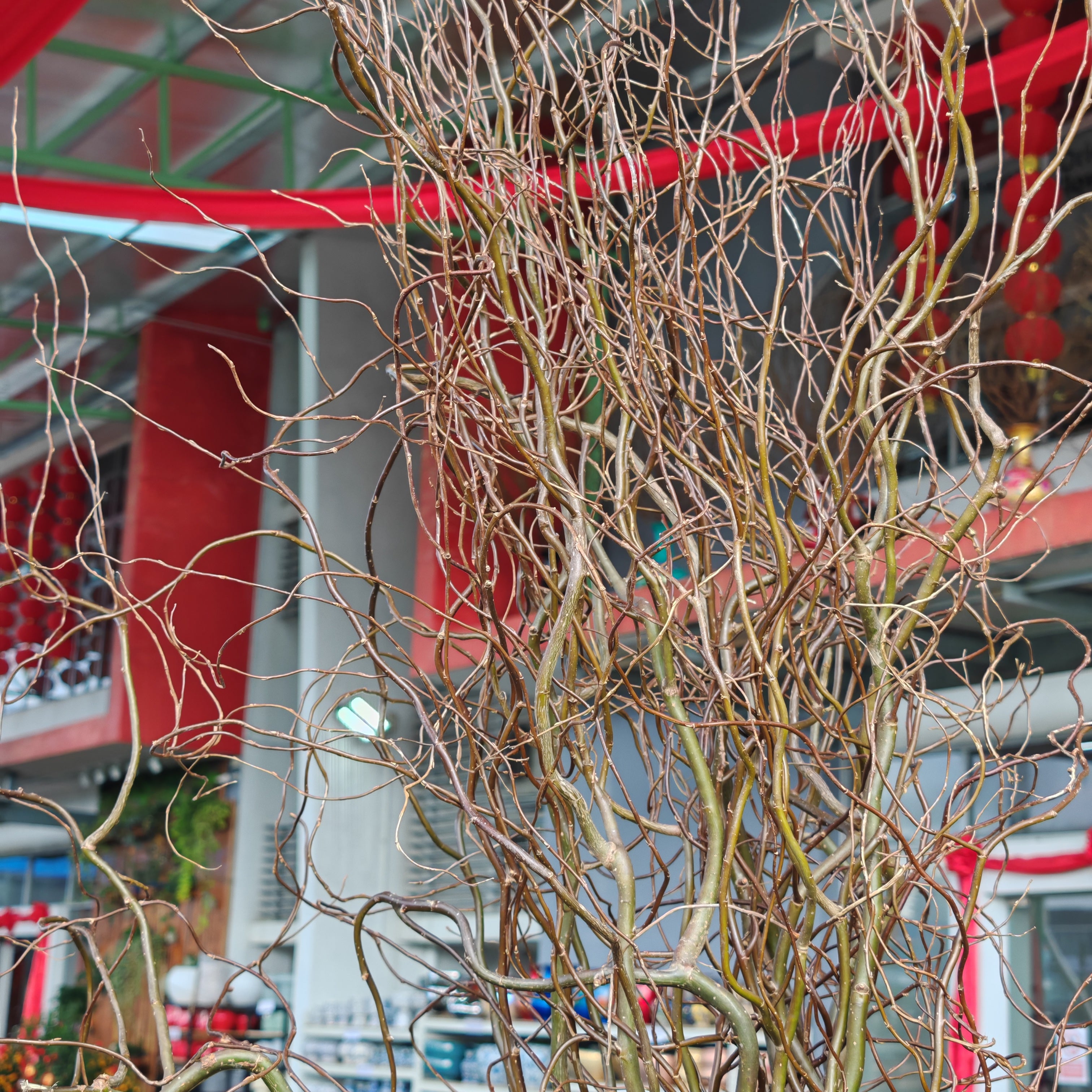 Salix《龙柳》