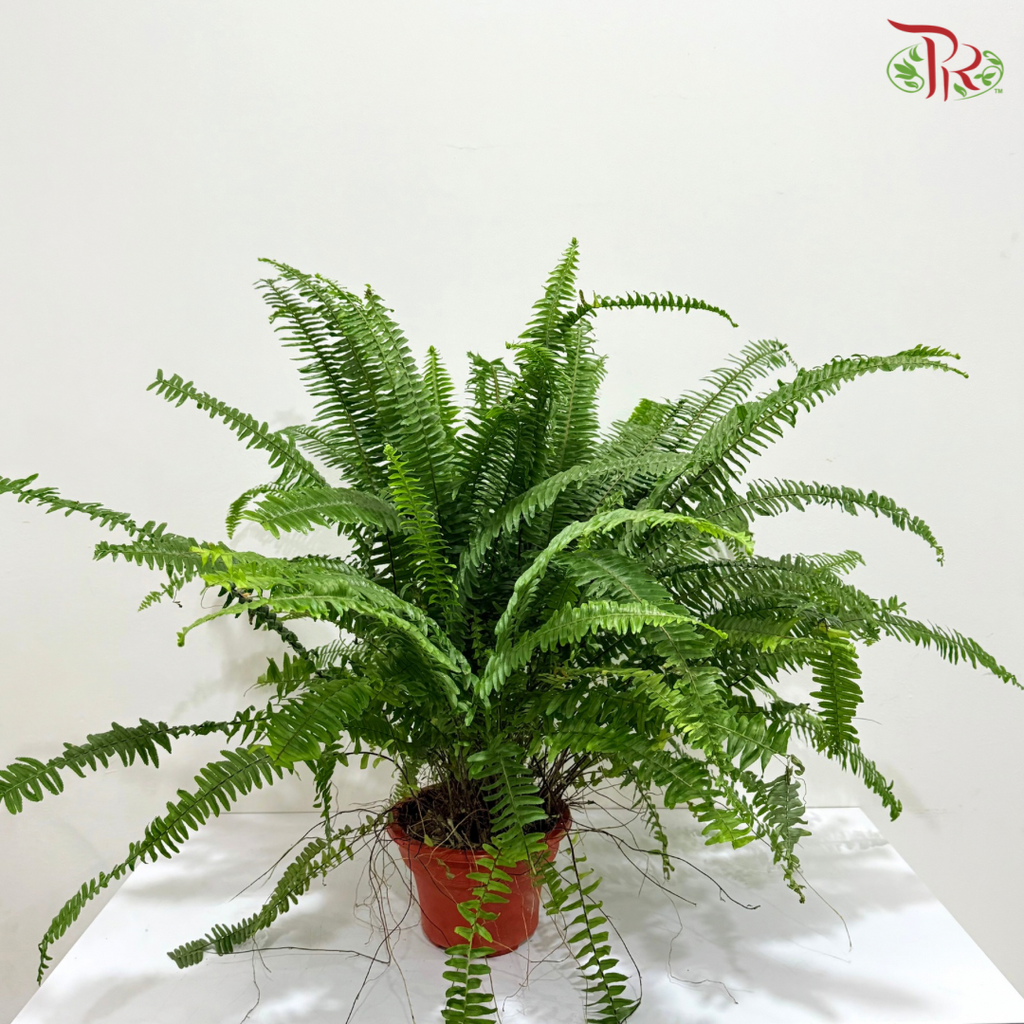 Boston Fern P220《波士顿蕨》- Long Leaves
