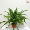 Boston Fern P220《波士顿蕨》- Long Leaves