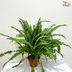 Boston Fern P220《波士顿蕨》- Long Leaves