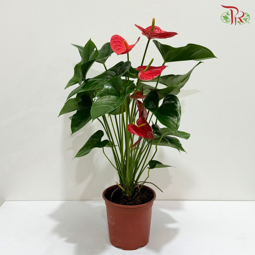 Anthurium Red P170 《火鹤花》
