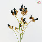 Belamcanda Chinesis