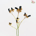 Belamcanda Chinesis
