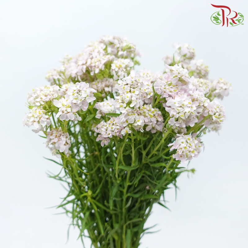 Iberis Amara 《屈曲花》