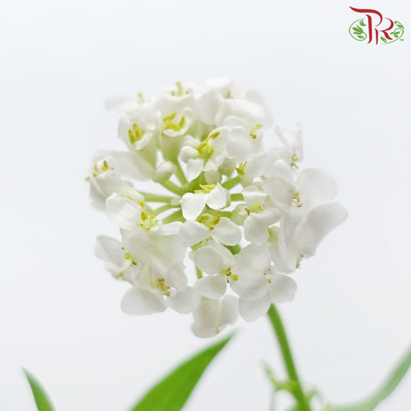 Iberis Amara 《屈曲花》