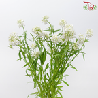 Iberis Amara 《屈曲花》