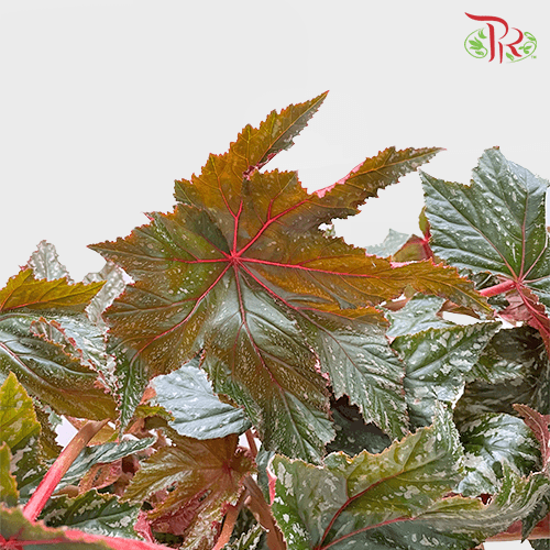 Begonia Gryphon《鹰狮秋海棠》 - Pudu Ria Florist