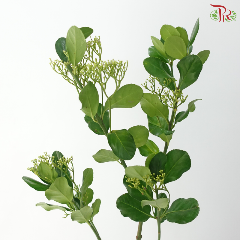 Ilex Latifolia