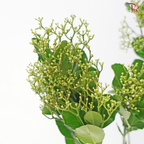 Ilex Latifolia