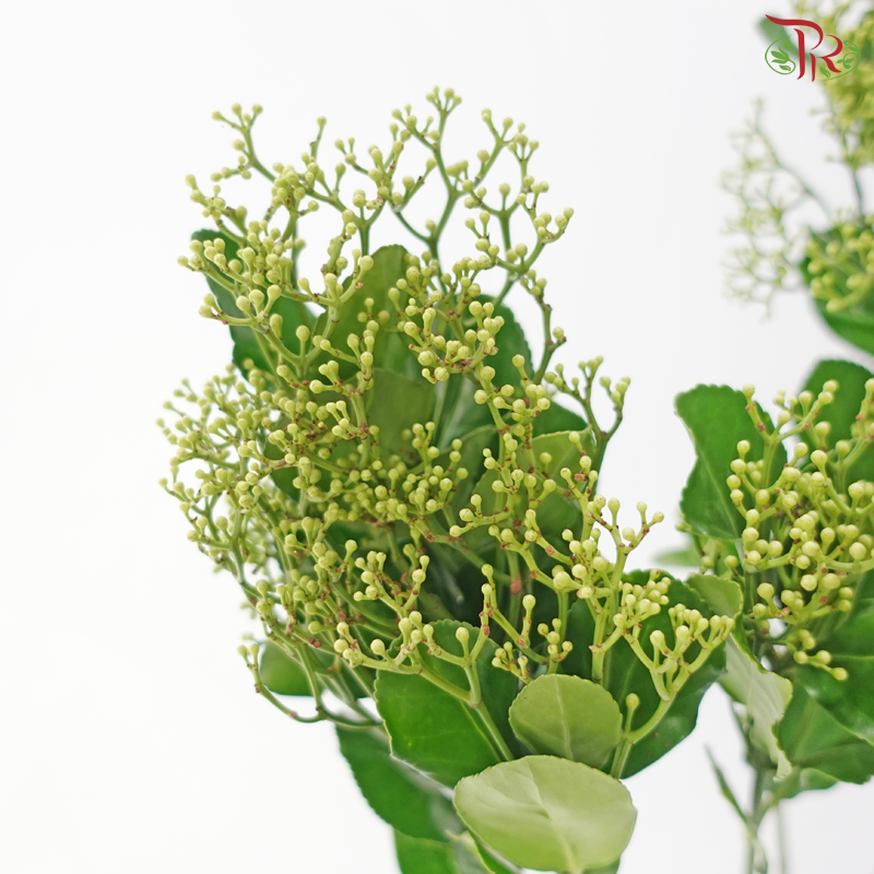 Ilex Latifolia