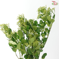 Ilex Latifolia