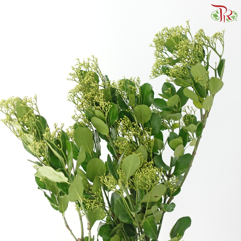 Ilex Latifolia