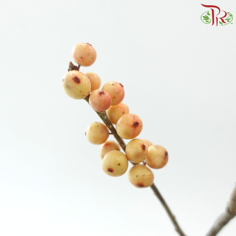 Ilex