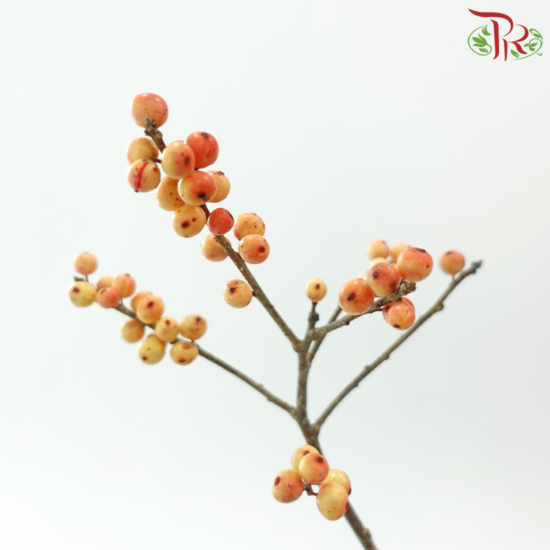 Ilex