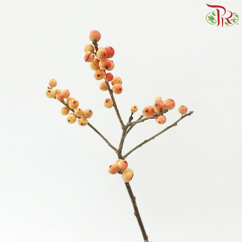 Ilex