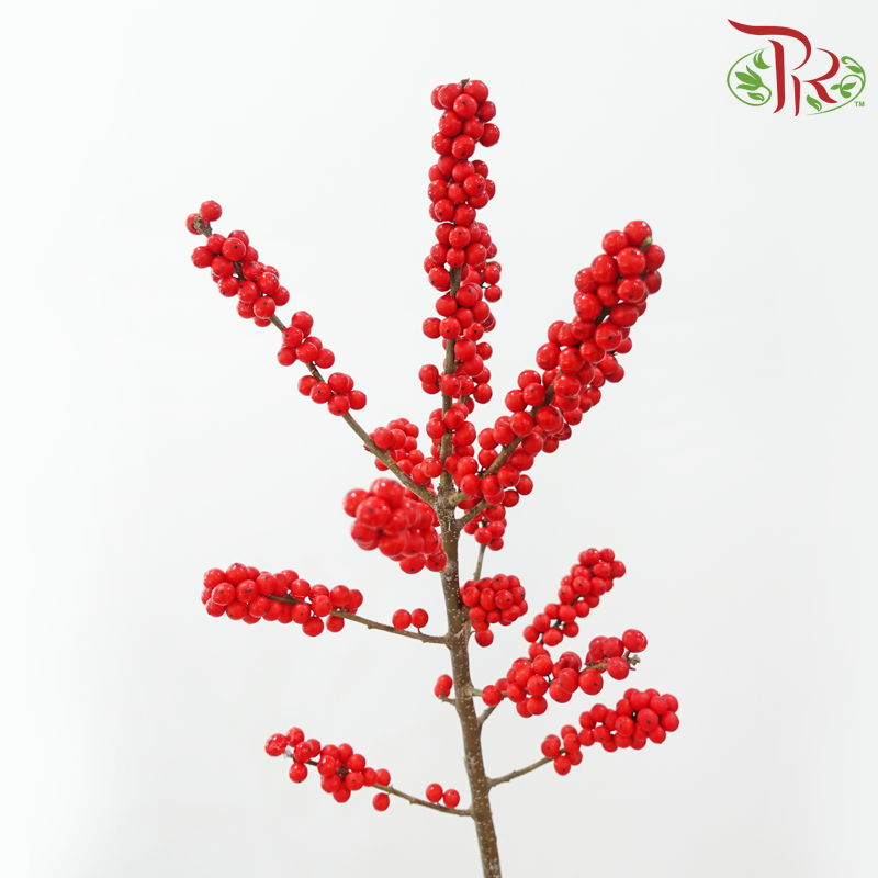 Ilex Purpuea Hassk 《冬青》