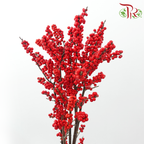 Ilex Purpuea Hassk 《冬青》
