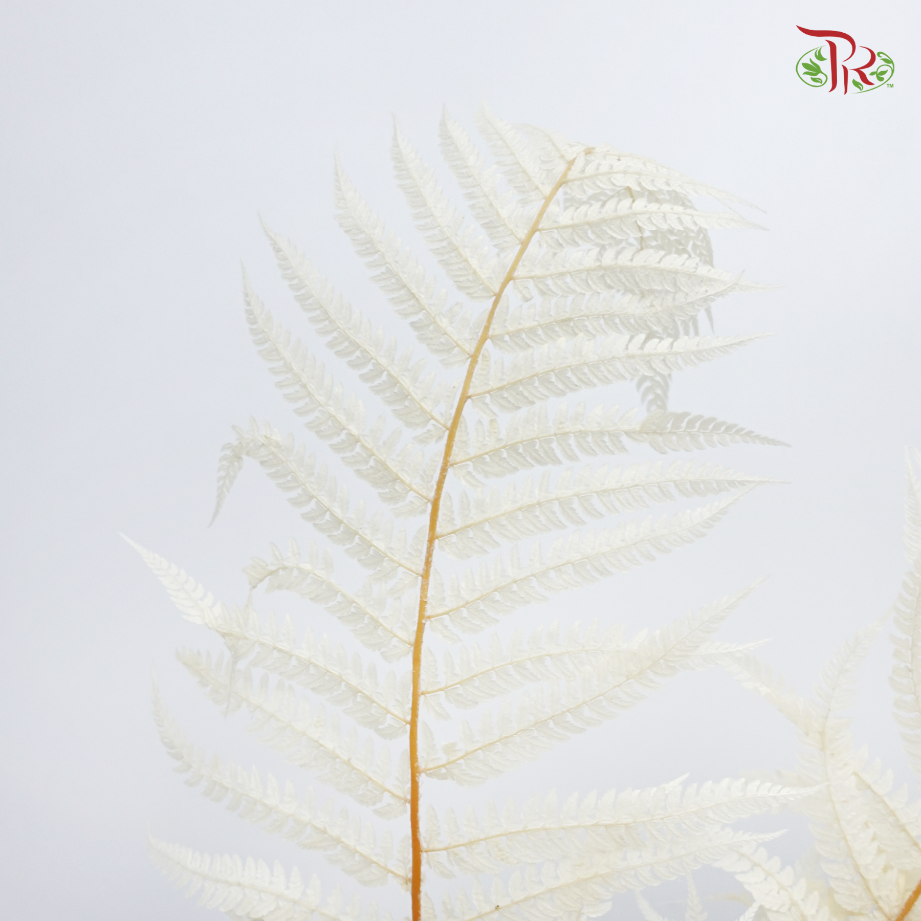 Preserved Long Fern