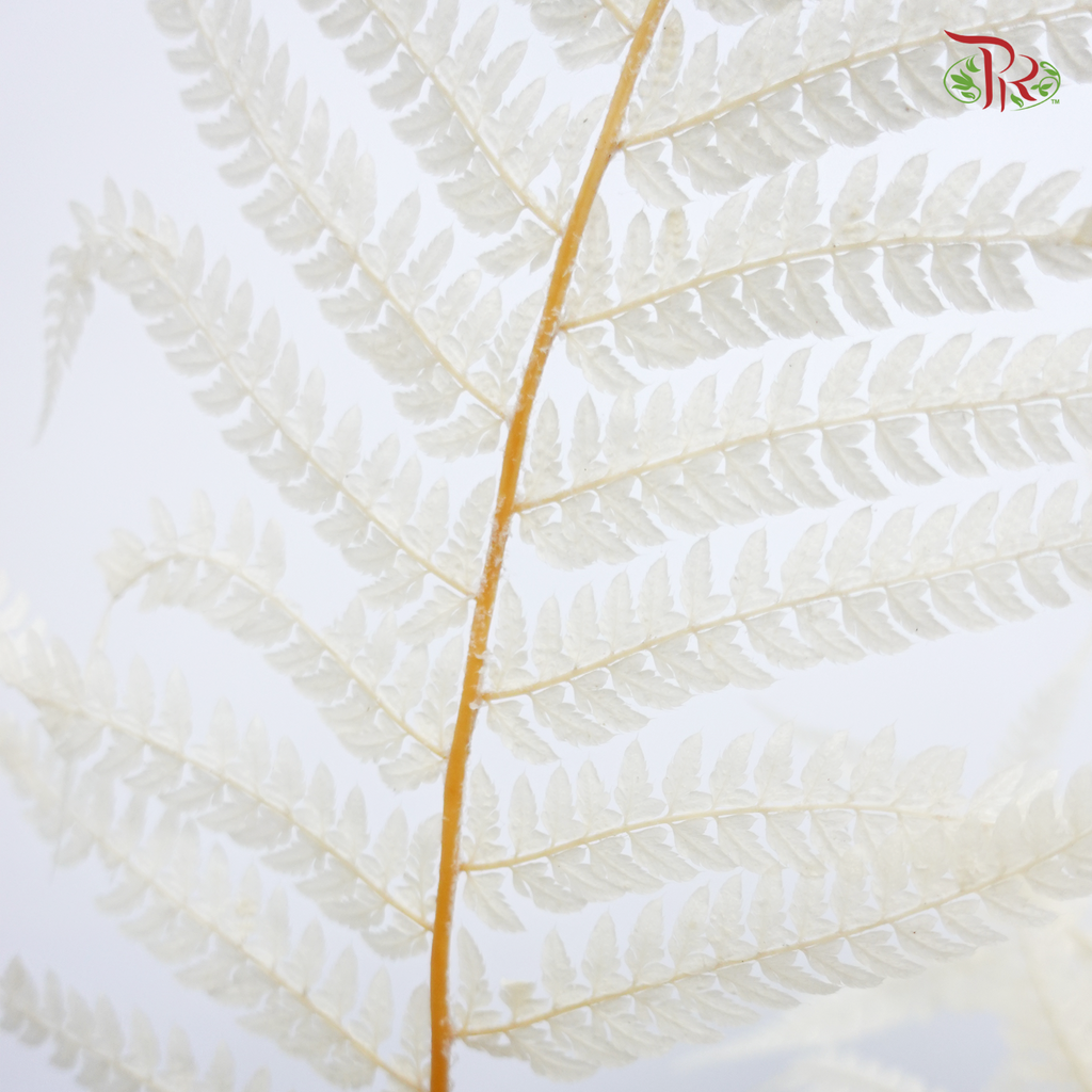 Preserved Long Fern