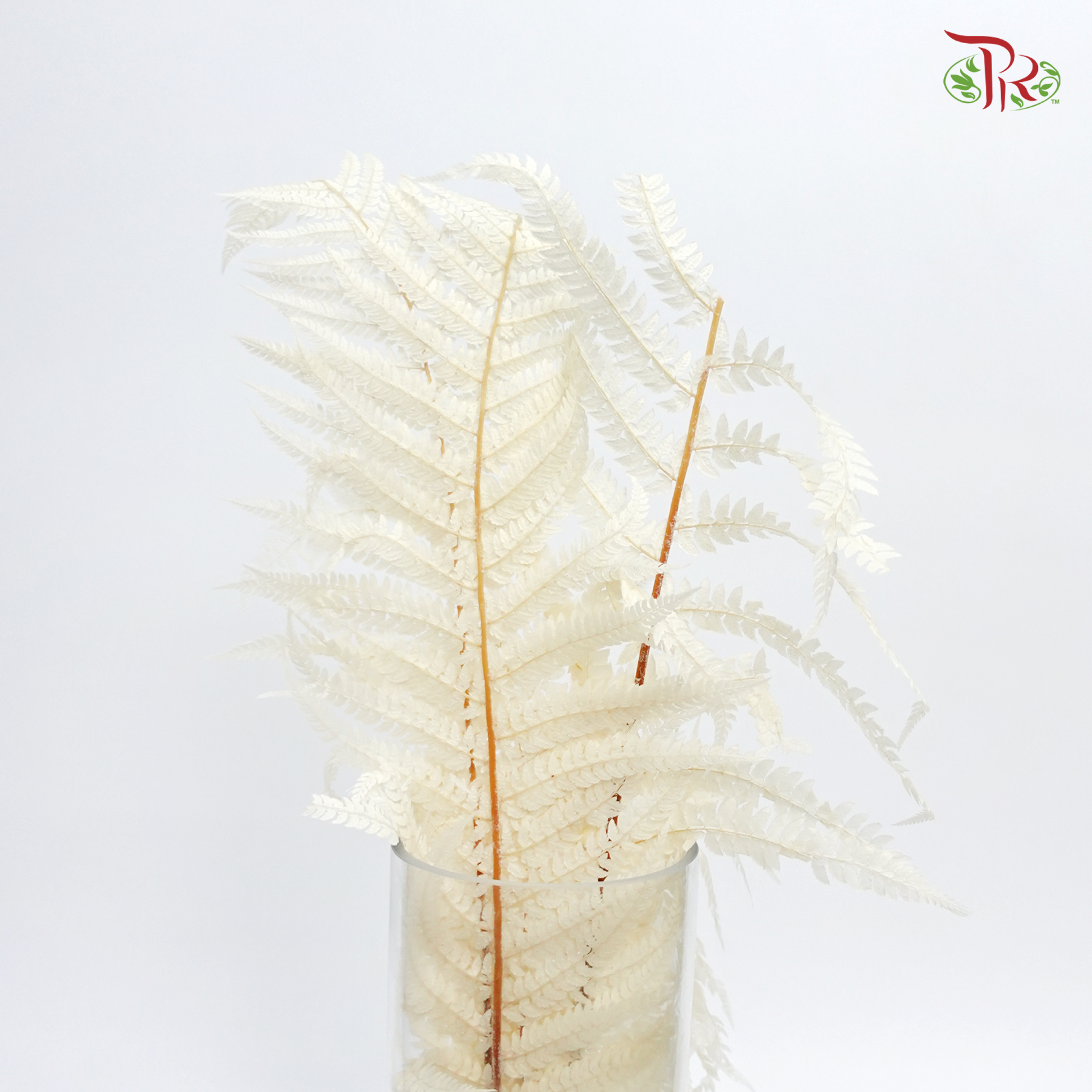Preserved Long Fern