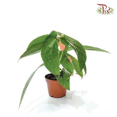 Begonia Albopicta - Pudu Ria Florist