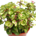Iresine Herbstii - Yellow  《黄斑叶洋苋》 - Pudu Ria Florist