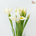 Iris 《鸢尾花》