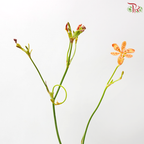 Iris 射甘