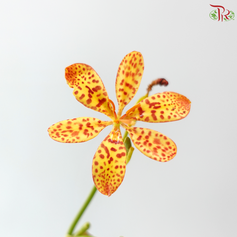 Iris 射甘