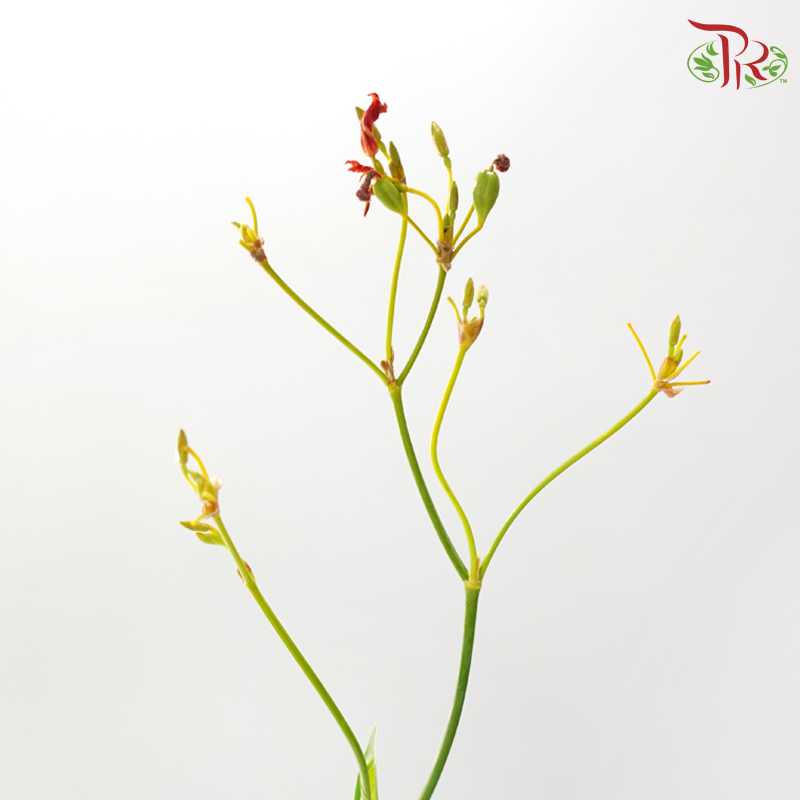 Iris 射甘
