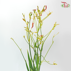 Iris 射甘