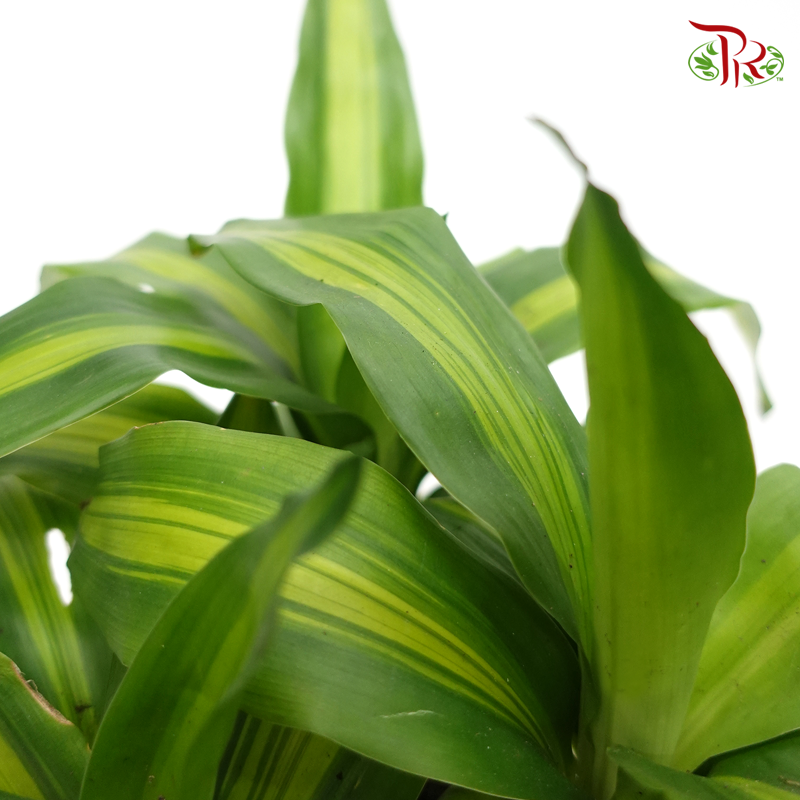 Dracaena Compacta/Iron Tree – 1pp 《铁树/巴西木》 - Pudu Ria Florist