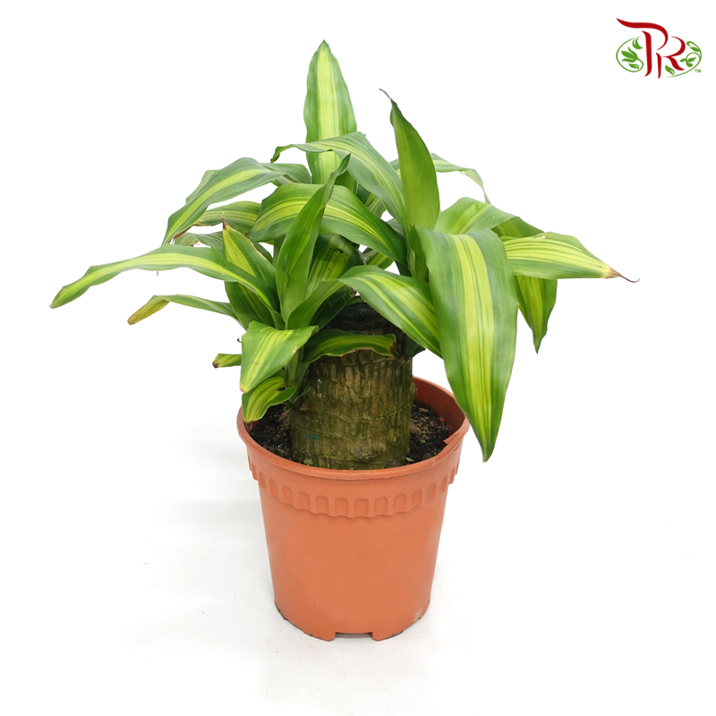 Dracaena Compacta/Iron Tree – 1pp 《铁树/巴西木》 - Pudu Ria Florist