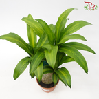 Dracaena Fragrans Yellow 15 cm (1pp) HW《铁树/巴西木》